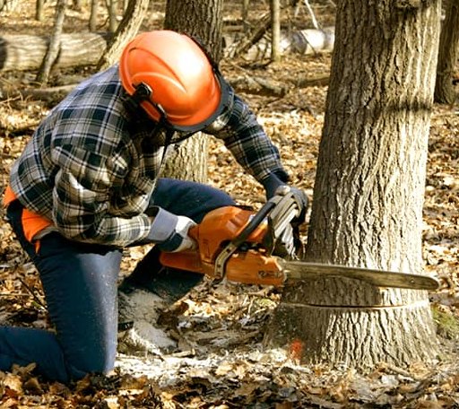 Tree Removal in Mendon, OH